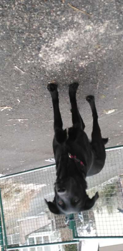 Labrador Retriver-Beitrag-Bild