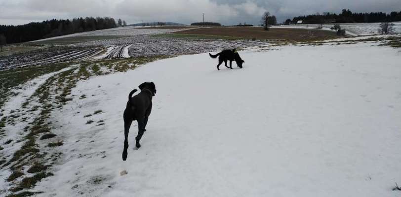 Dogorama Photo Challenge - Die besten Hundebuddys-Beitrag-Bild