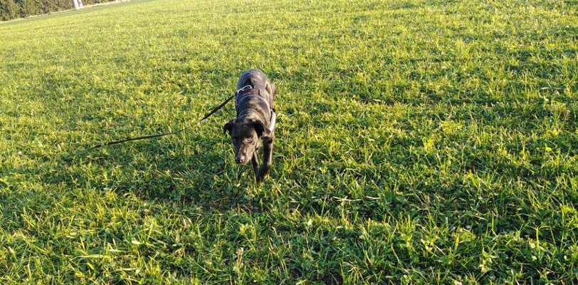 Labrador Retriver-Beitrag-Bild