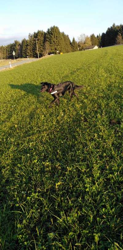 Labrador Retriver-Beitrag-Bild