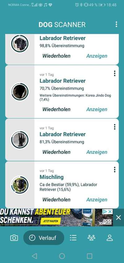 Labrador Retriver-Beitrag-Bild