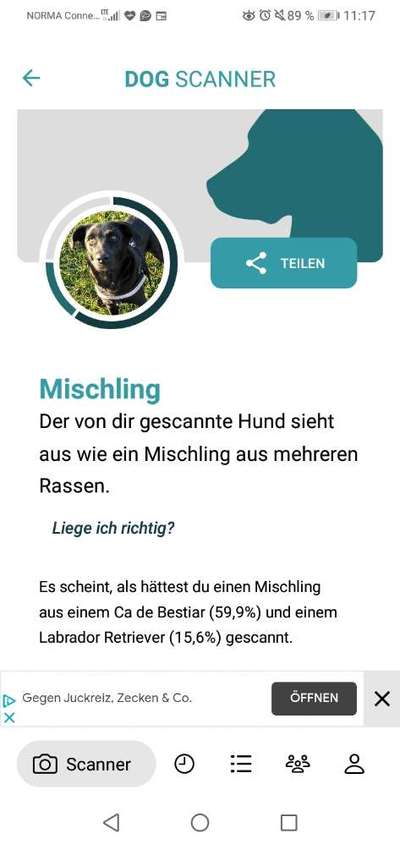 Labrador Retriver-Beitrag-Bild