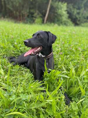 Hundetreffen-Spielkameraden für Labrador-Junghund (1 Jahr) gesucht!-Bild