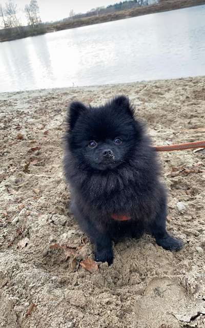 Pomeranian-Beitrag-Bild