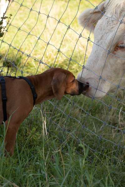 Rhodesian Ridgeback-Beitrag-Bild