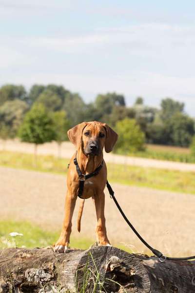 Rhodesian Ridgeback-Beitrag-Bild