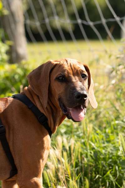 Rhodesian Ridgeback-Beitrag-Bild