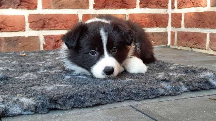 Welpen Bilder !-Beitrag-Bild