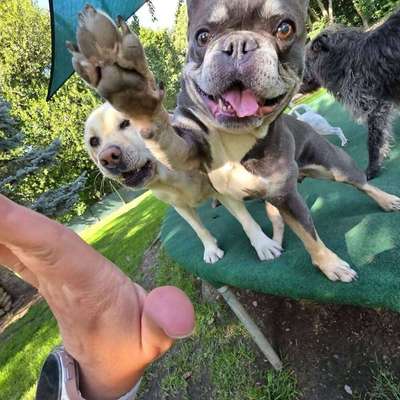 Hundepension Familiäre Hundebetreuung Hölig in Falkenstein/Vogtl.  – Dogorama