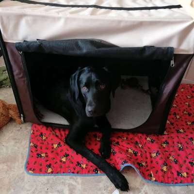 Hundetreffen-Spiel- und Gassitreffen-Bild