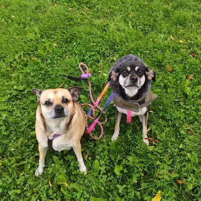 Hundetreffen-Hundebegegnungen üben-Bild