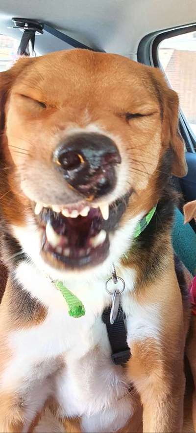 Dogorama Photo Challenge - Hundeblick zum hinschmelzen-Beitrag-Bild