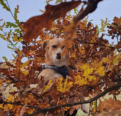 Dogorama Photo Challenge - Hundeblick zum hinschmelzen-Beitrag-Bild