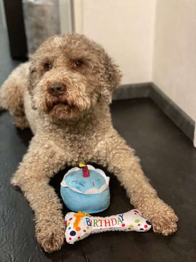 Lagotto Romagnolo Besitzer-Beitrag-Bild