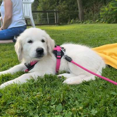 Hundetreffen-Welpenspielen-Bild