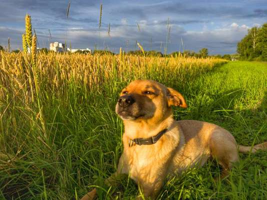 Wie kamst du zu deinem Hund?-Beitrag-Bild