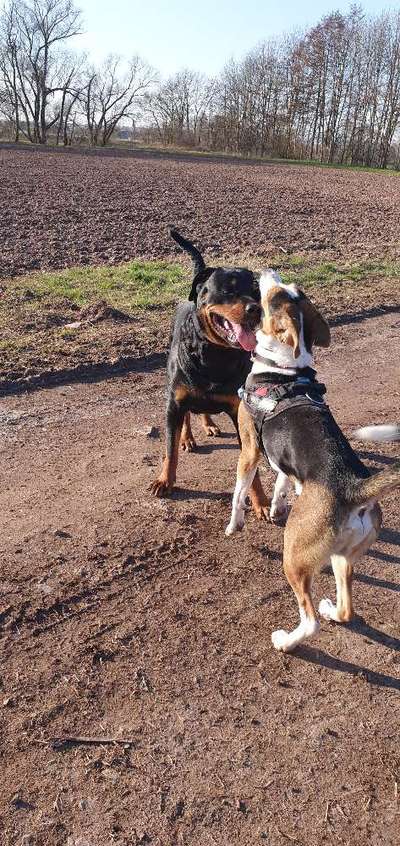 Bester Freund, Hundekumpel - zeigt her!-Beitrag-Bild