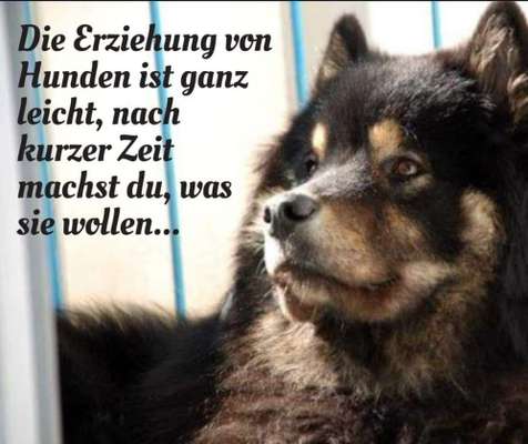 Wie oft gassi?-Beitrag-Bild