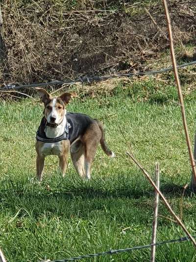 Die Dogorama Monats Challenge "Es grünt und blüht"-Beitrag-Bild
