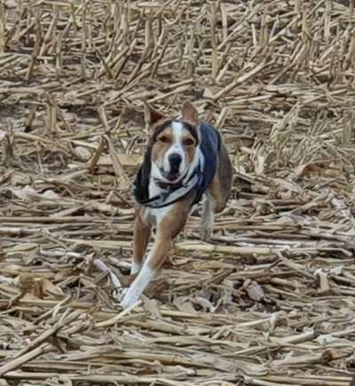 Die Dogorama Kalender Challenge Titelbild-Beitrag-Bild