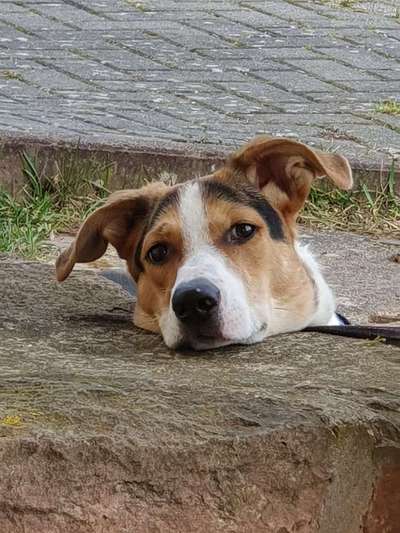 Die Dogorama Wochen Challenge: “Dein Hund im Urlaub”-Beitrag-Bild