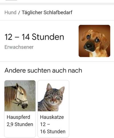 Wie oft gassi?-Beitrag-Bild