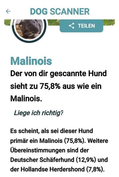 Rasse raten Rumänische Hündin-Beitrag-Bild