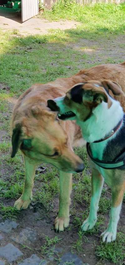 Bester Freund, Hundekumpel - zeigt her!-Beitrag-Bild