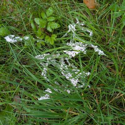 Giftköder-Weißes Pulver-Bild