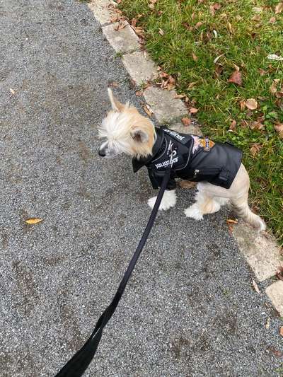 Chinese Crested (Chinesischer Schopfhund)-Beitrag-Bild