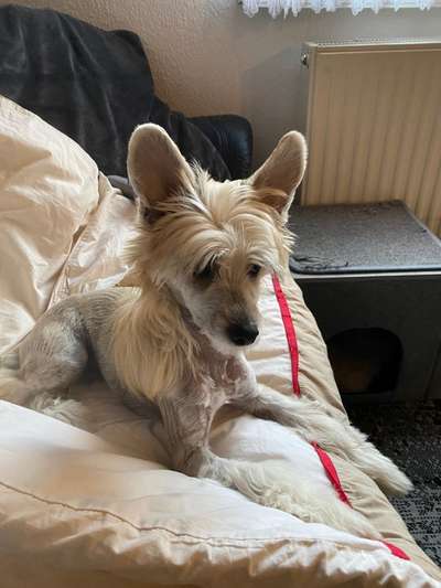 Chinese Crested (Chinesischer Schopfhund)-Beitrag-Bild