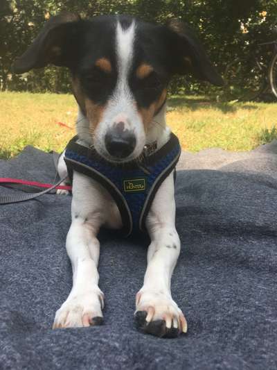 Hunderunde-Beitrag-Bild