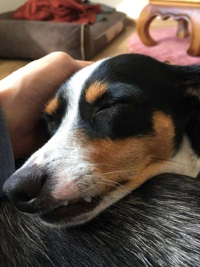 Foto-Challange: Schmuse-/Kuschel-/Ruhemodus-Beitrag-Bild