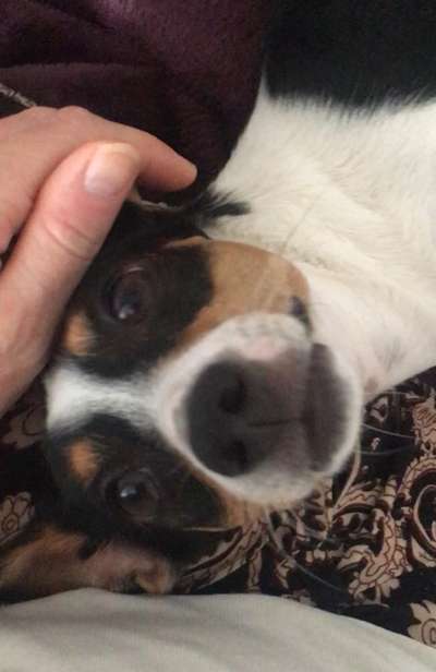 85. Foto Challenge : Schosshund-Beitrag-Bild