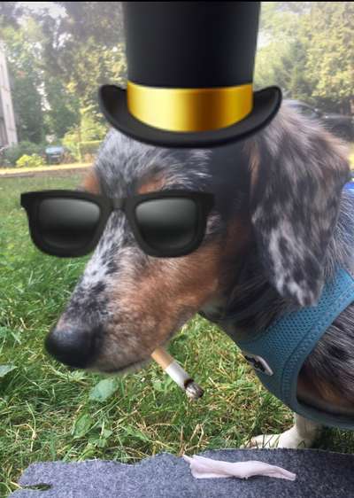 Dogorama Photo Challenge - Versteckspiel-Beitrag-Bild