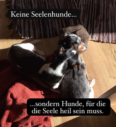 Fotowettbewerb "Liebeserklärung an deinen Hund!"-Beitrag-Bild