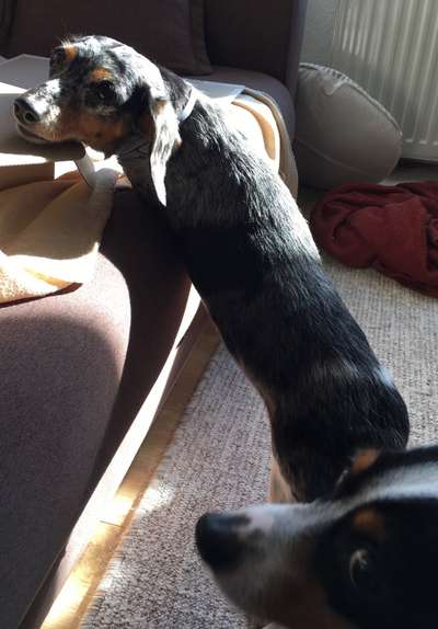 154. FotoChallenge * AUFS BILD GEMOGELT *-Beitrag-Bild