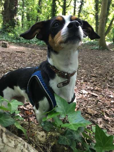 Foto -Challenge  Thema : Dein Hund Im Wald-Beitrag-Bild