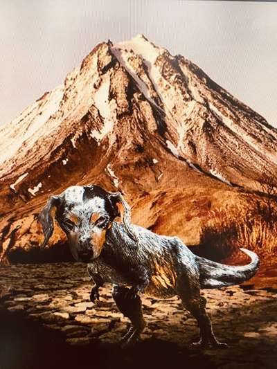 Photomontagen mit Hund-Beitrag-Bild