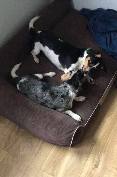 Fotowettbewerb : Hundekommunikation-Beitrag-Bild