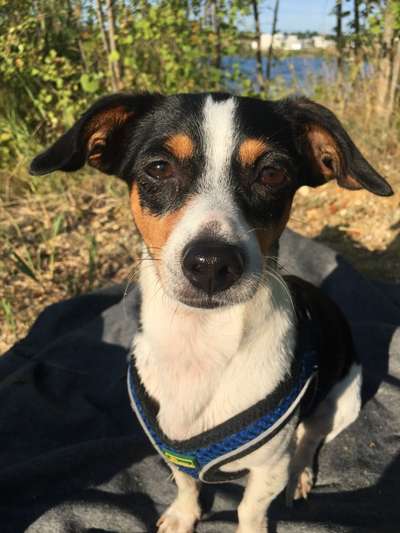 Mischlinge raten - Rätselspaß-Beitrag-Bild