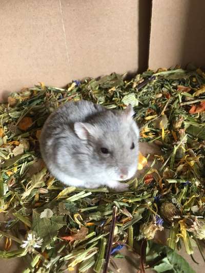 Wie heißt dein Hund?-Beitrag-Bild