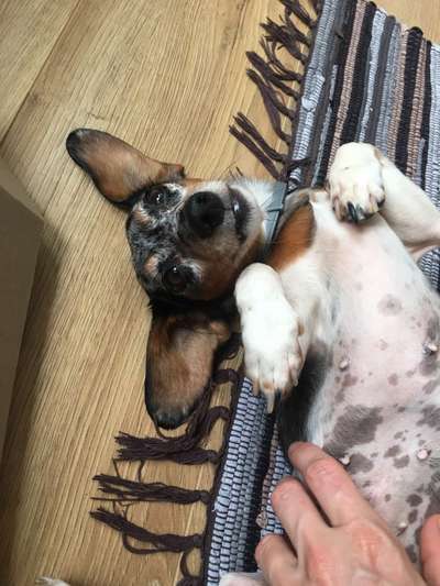 Wie heißt dein Hund?-Beitrag-Bild