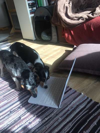 68. Handy Foto Challenge: "Ins Netz gegangen"-Beitrag-Bild