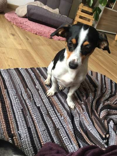 Foto-Challenge: Der schmollende Hund-Beitrag-Bild