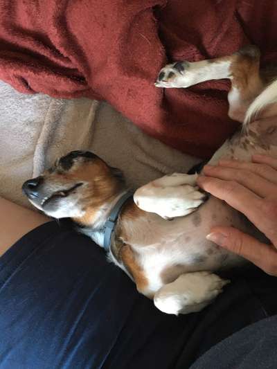 Dogorama Photo Challenge- Aufmerksamkeit bitte!-Beitrag-Bild