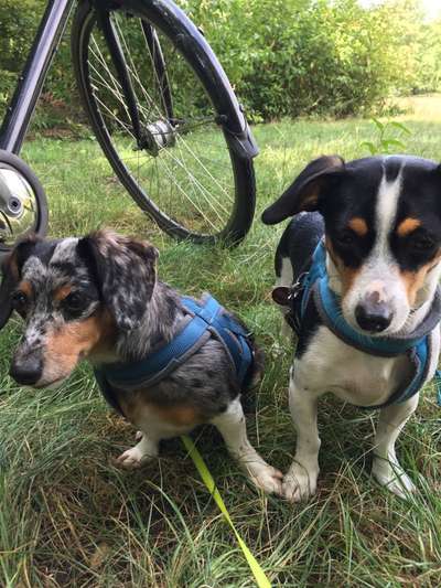 Mehrhundehalter!-Beitrag-Bild