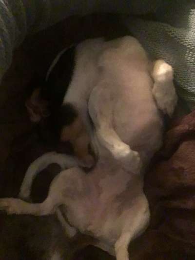 Ungewöhnliche Schlafposition - wie schlafen eure Hunde?-Beitrag-Bild