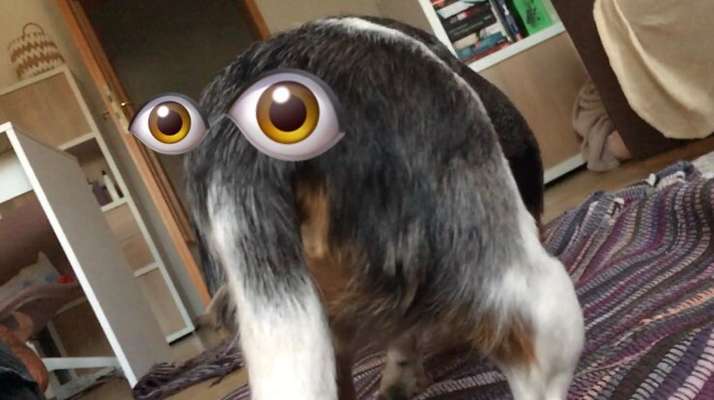 Zeige den lustigsten Blick deines Hundes-Beitrag-Bild