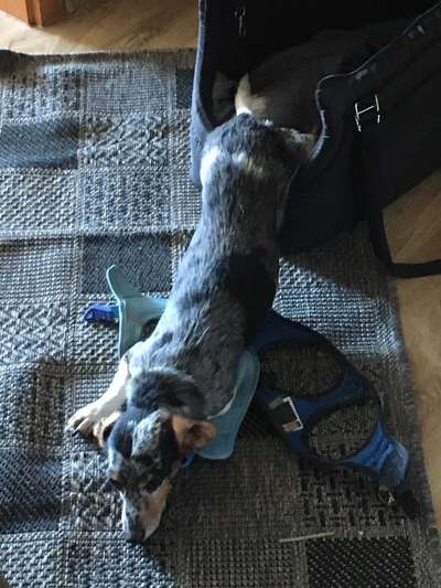 Dogorama Photo Challenge - Hündchen streckt dich-Beitrag-Bild